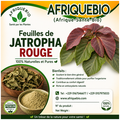 Feuilles de Jatropha rouge premium de la marque AFRIQUEBIO, riches de la nature africaine, pour bienfaits naturels.