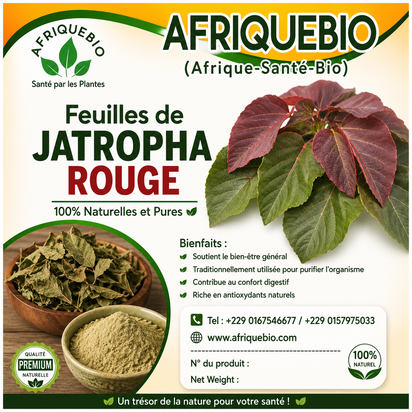 Feuilles de Jatropha rouge premium de la marque AFRIQUEBIO, riches de la nature africaine, pour bienfaits naturels.