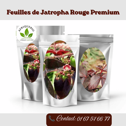 Feuilles de Jatropha Rouge Premium par AFRIQUEBIO, riches en nature africaine, visibles en gros plan.