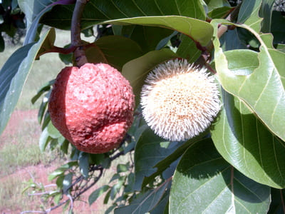 Produit 39 : Nauclea Latifolia pour Débouchée les Trompes de Fallope Naturellement