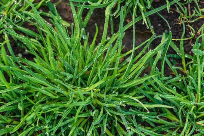 Poudre de Chiendent AFRIQUEBIO, poudre fine de Chiendent Elymus repens, vue de la bouteille avec étiquette.