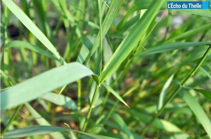 Poudre de chiendent Elymus repens de la marque AfriqueBio, en sachet, utilisation en phytothérapie naturelle.