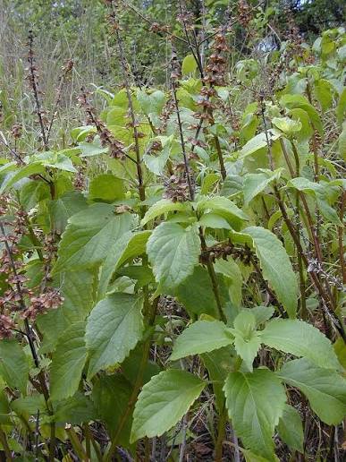Basilic africain BazarBio pour soulager les infections, feuille verte fraîche dans un bol en bois.