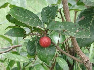 Produit 39 : Nauclea Latifolia pour Débouchée les Trompes de Fallope Naturellement