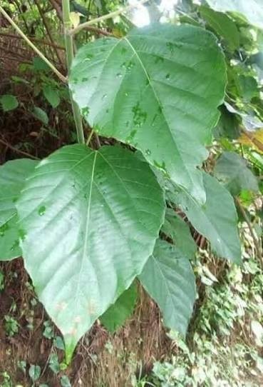 Produit 053 : Feuilles De Djeka pour Déboucher les Trompes et Tomber Enceinte