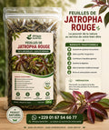 Produit 060 :Feuilles de Jatropha rouge 100 % Naturelles – Qualité Premium