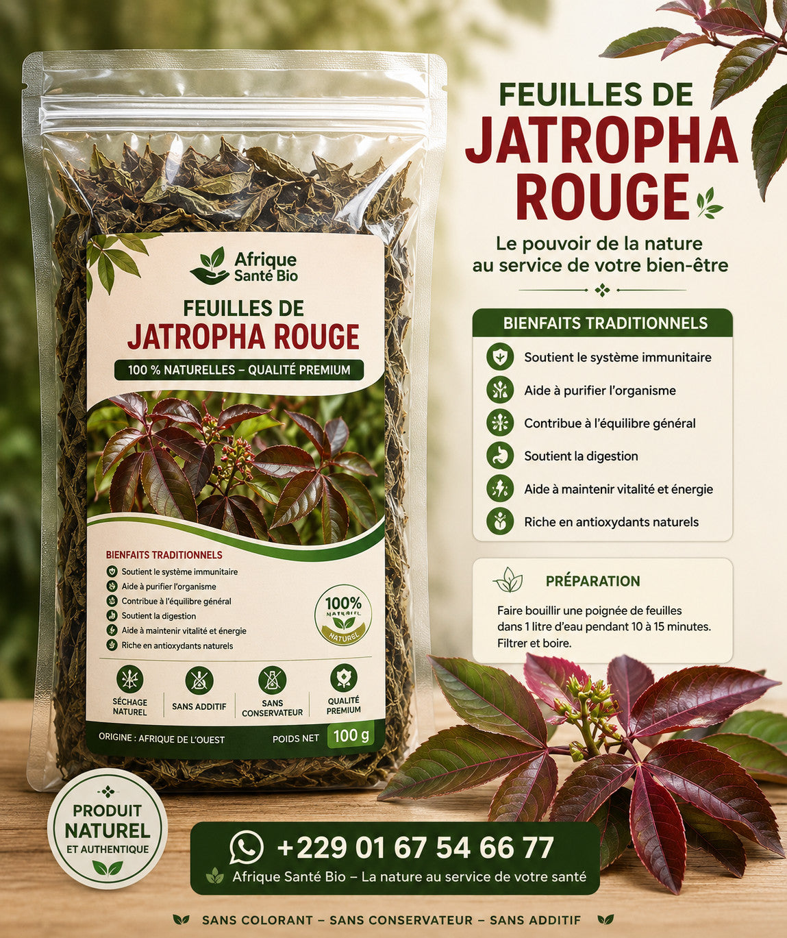 Produit 060 :Feuilles de Jatropha rouge 100 % Naturelles – Qualité Premium