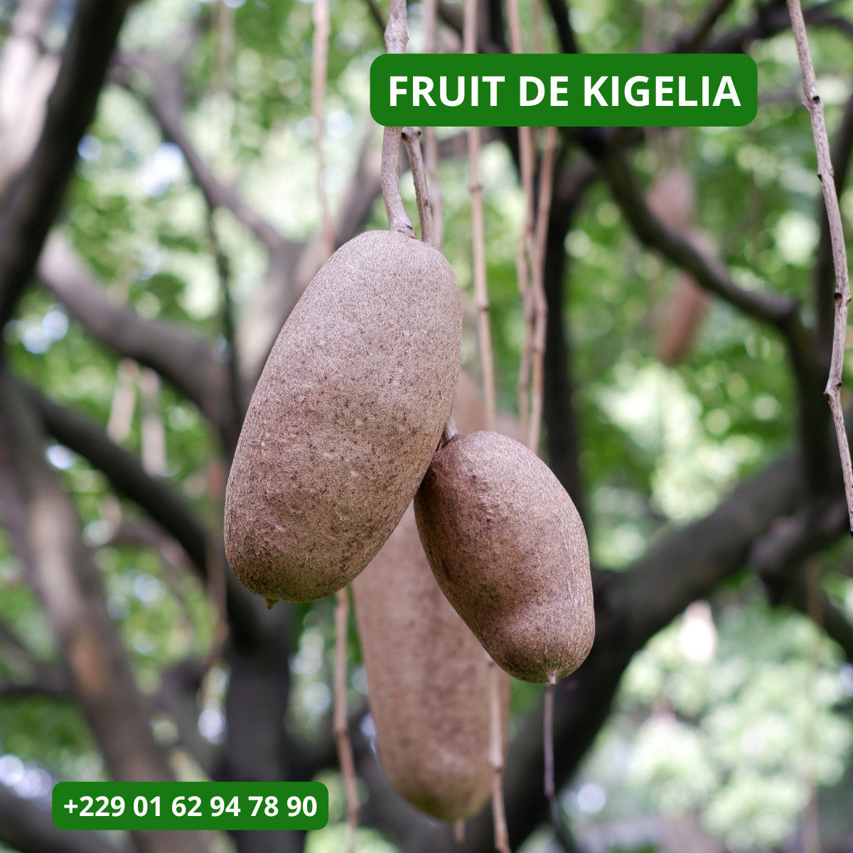 Produit 113 :Fruit de Kigelia africana sec fruit d'Afrique