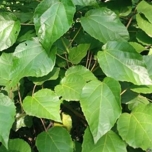 Feuilles De Djeka