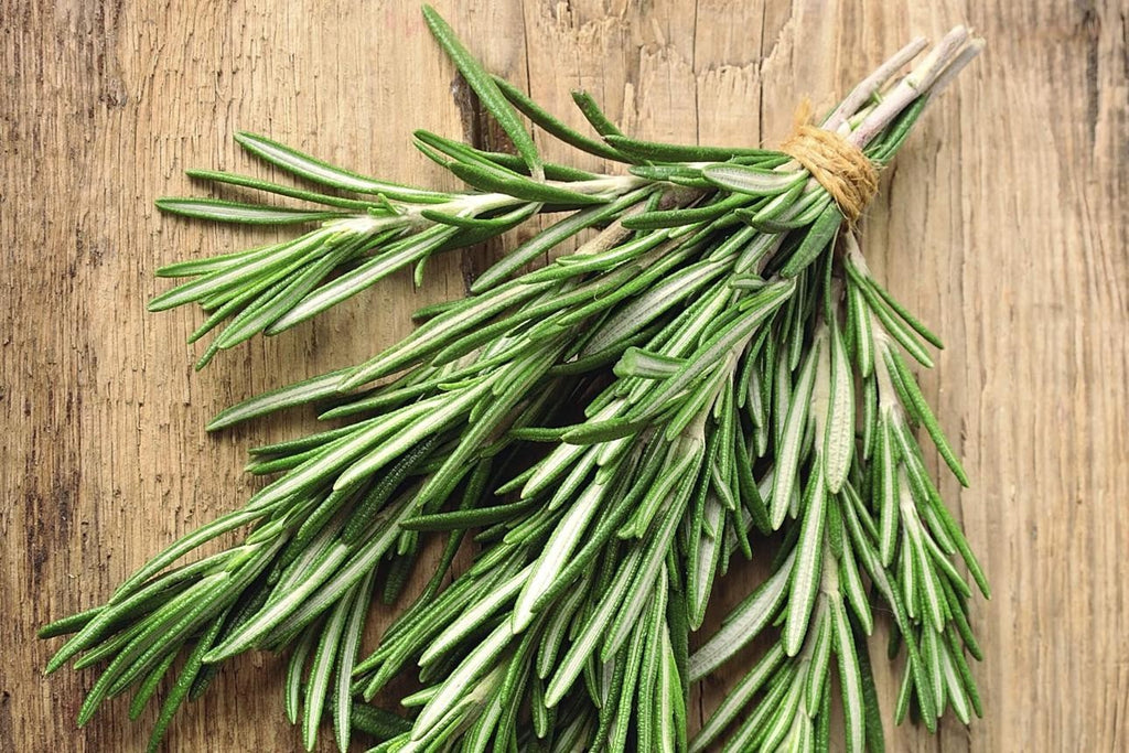 Produit 151 :Romarin (Rosmarinus officinalis ou Salvia rosmarinus): Bienfaits et Santé