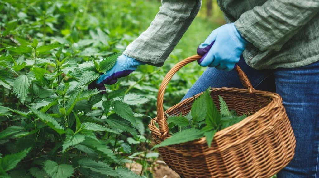 Produit 153 : Ortie (Urtica dioica), Détoxifiante et diurétique Très riche en Nutriment