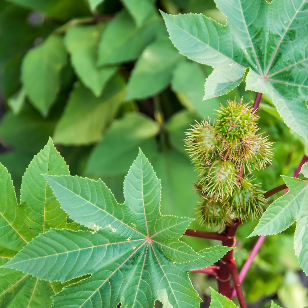 Produit 095 :Feuilles de Ricin