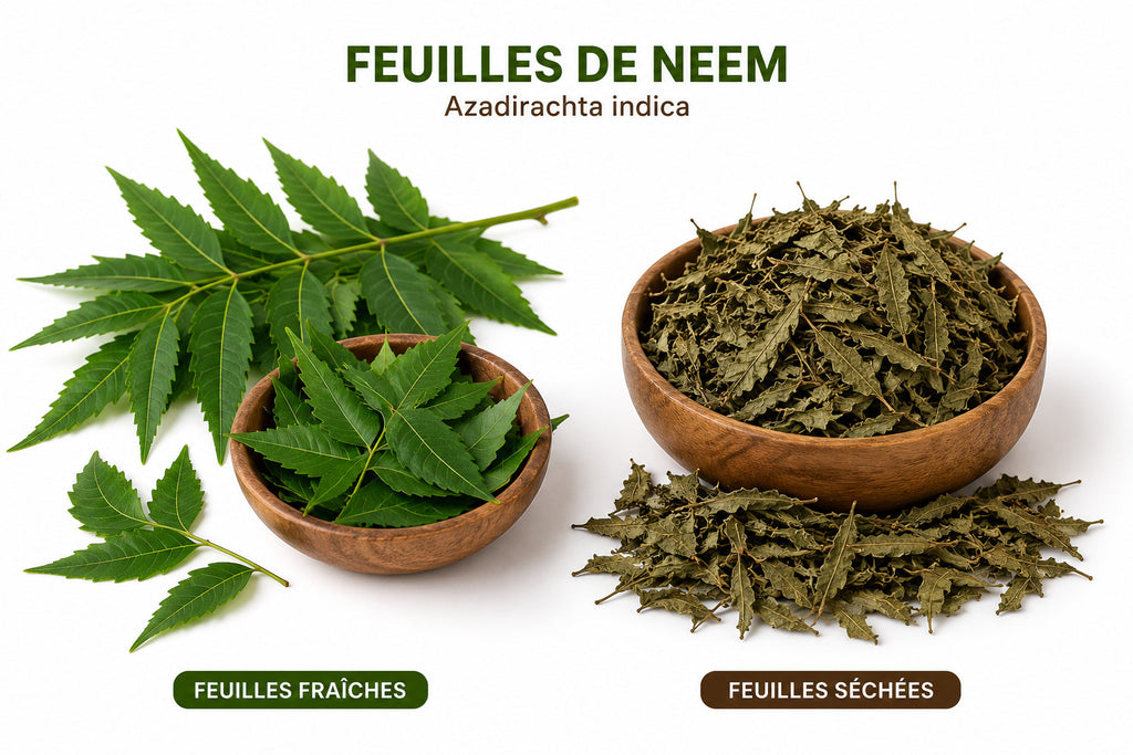 Produit 066 :Feuilles de neem