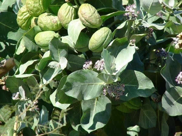 Produit 054 : Calotropis Procera un Anti-inflammatoire et contre les affections cutanées