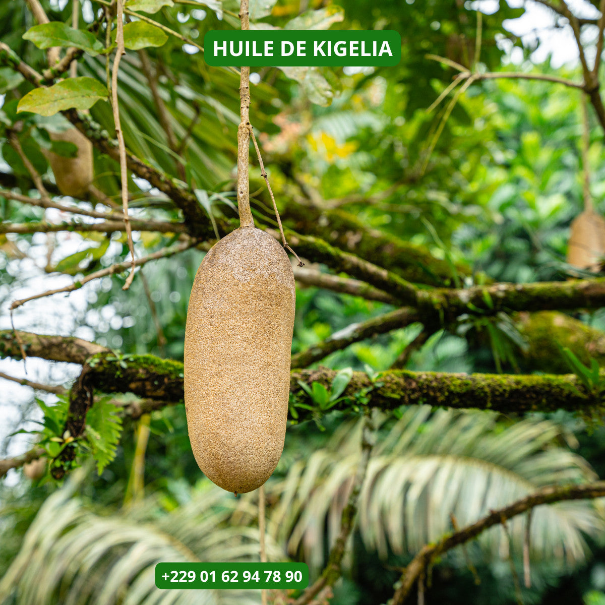 Produit 122 :Huile de kigelia Oil