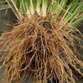 Produit 090 :Khamare Gongoli Racine de Vétiver