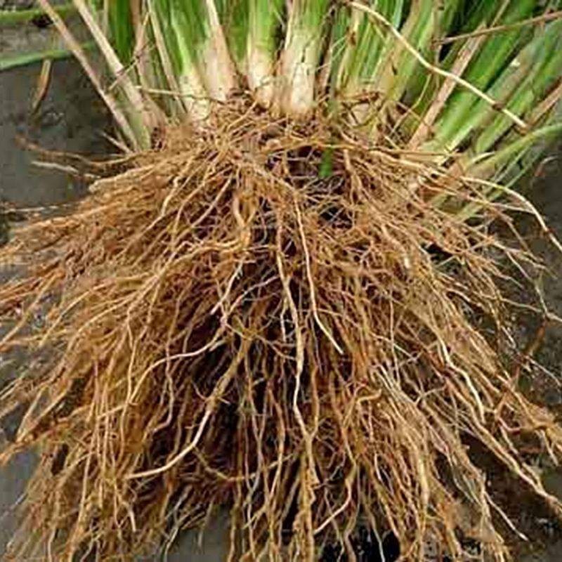 Produit 090 :Khamare Gongoli Racine de Vétiver