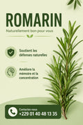 Produit 151 :Romarin (Rosmarinus officinalis ou Salvia rosmarinus): Bienfaits et Santé