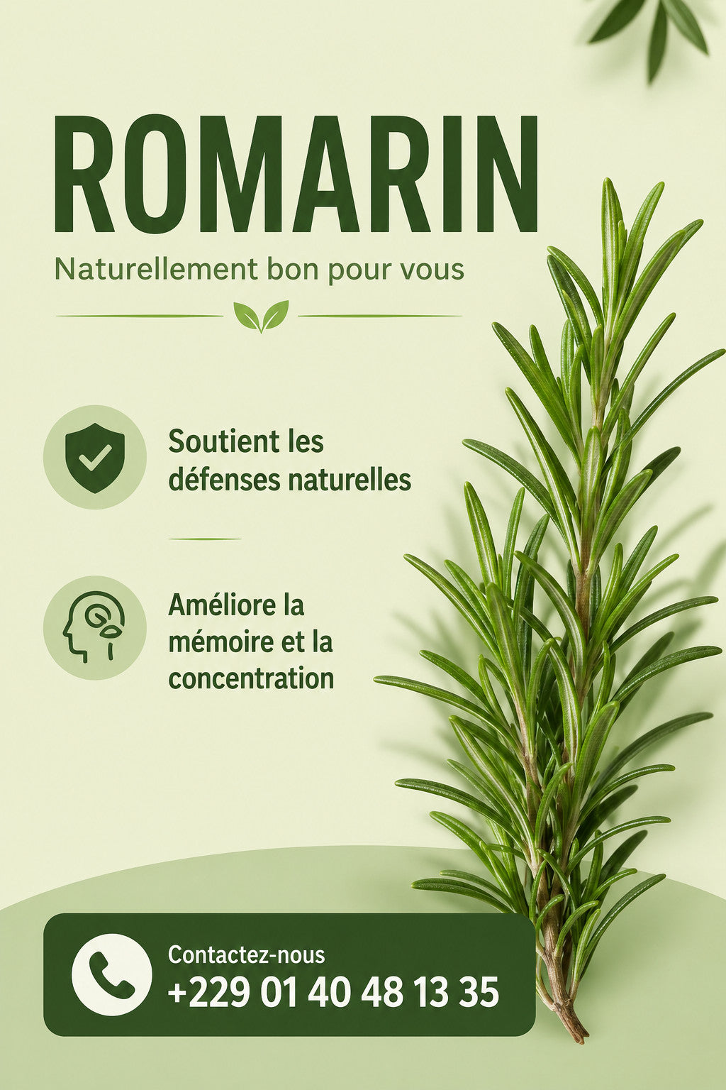 Produit 151 :Romarin (Rosmarinus officinalis ou Salvia rosmarinus): Bienfaits et Santé