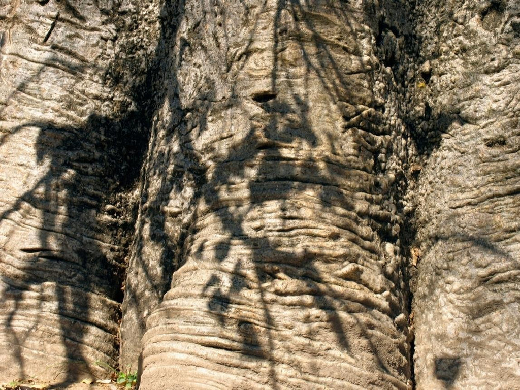 Produit 143 : Ecorce De Baobab: Anti-Paludisme et Booster du Système immunitaire