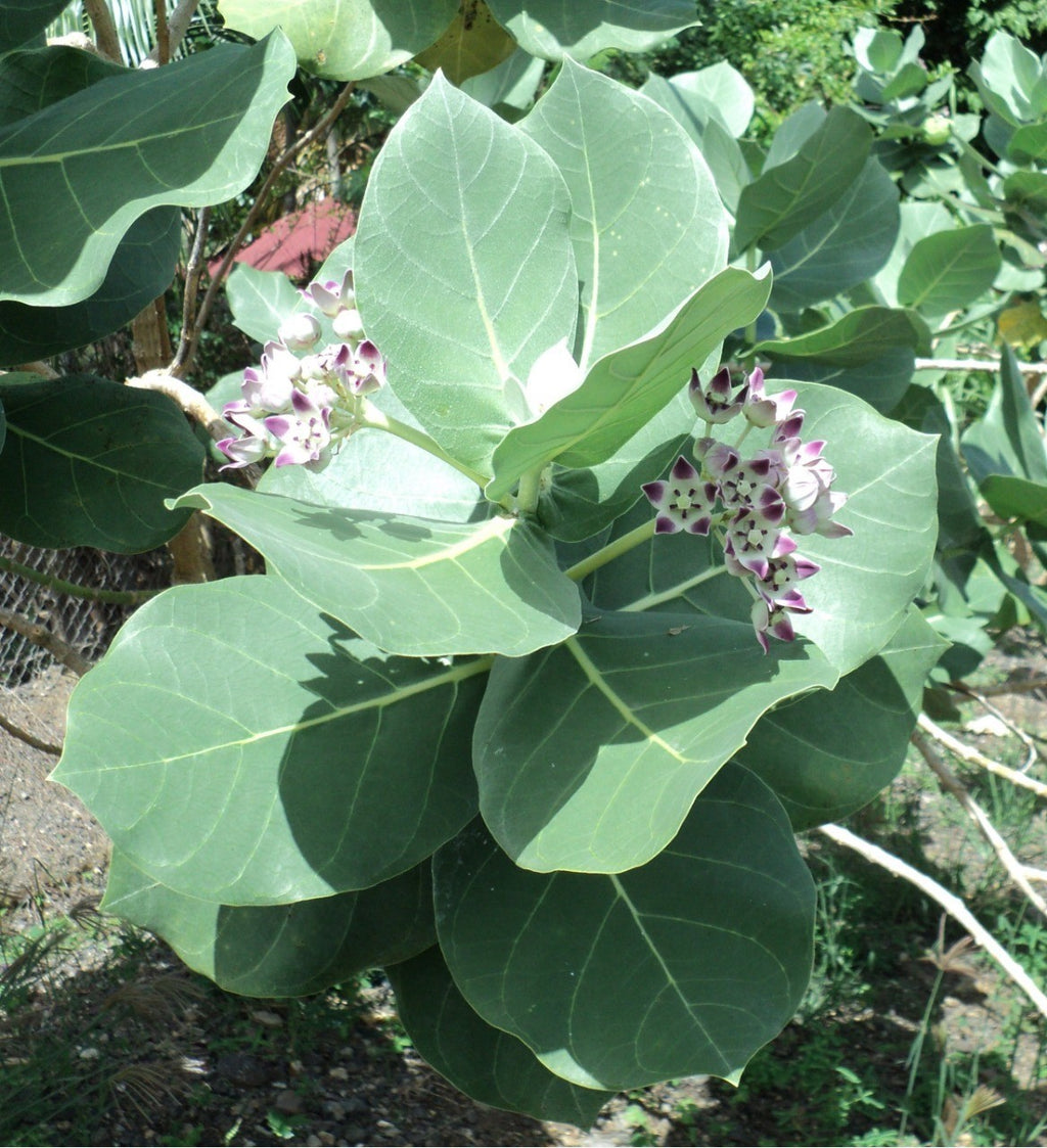 Produit 054 : Calotropis Procera un Anti-inflammatoire et contre les affections cutanées
