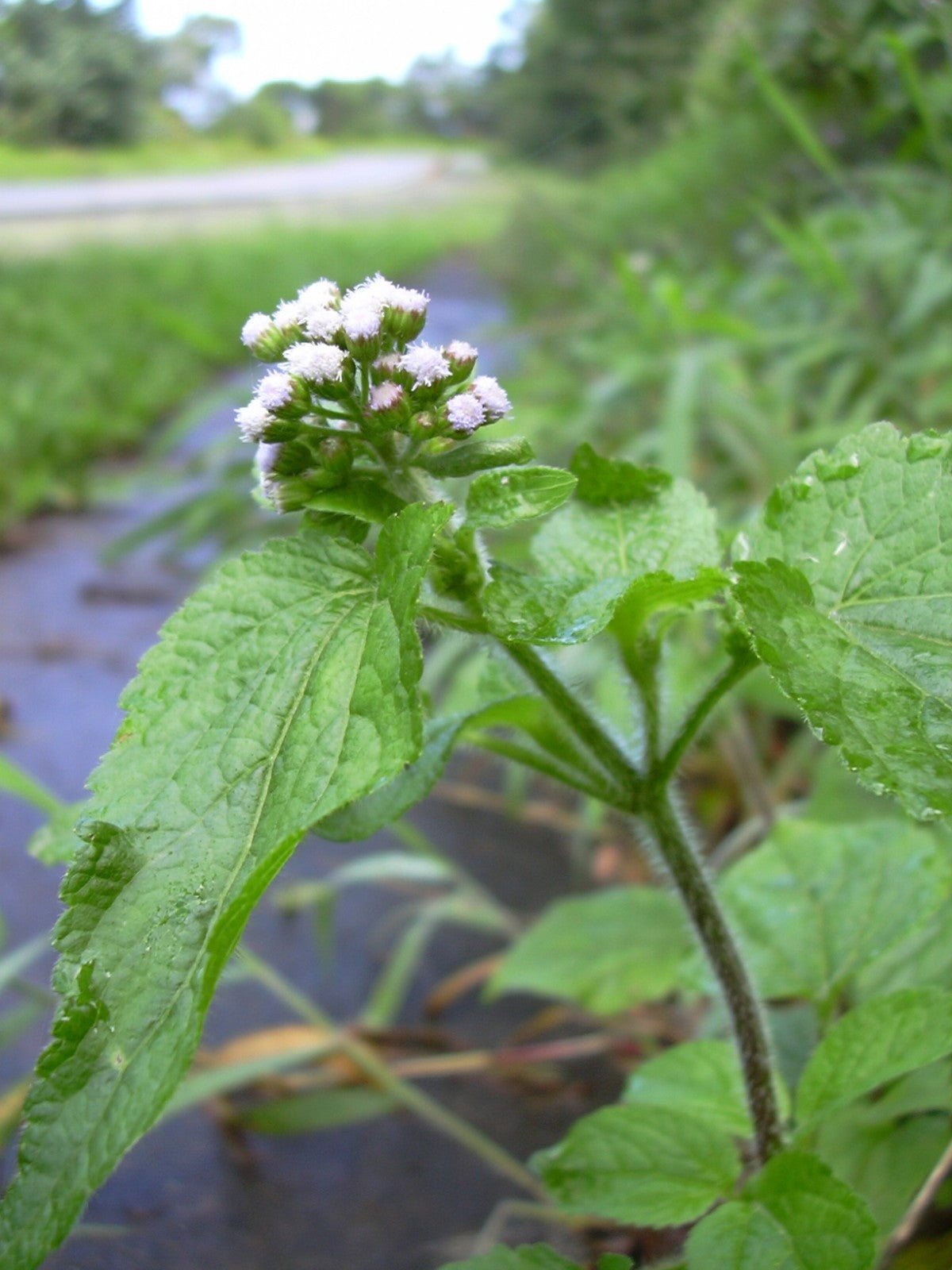 Produit 061 :Les Vertus Du Roi Des Herbes