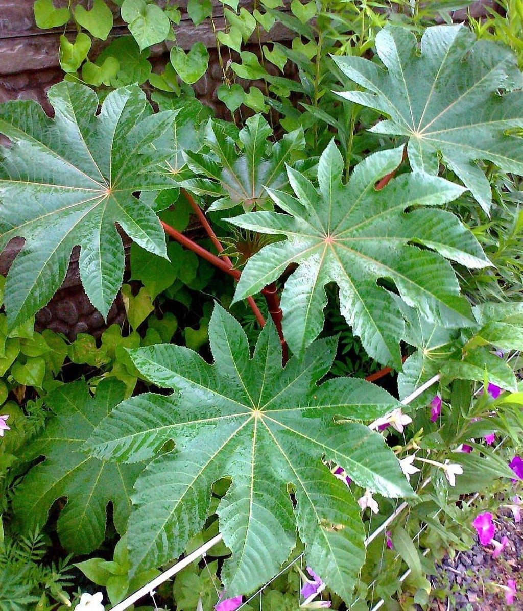 Produit 095 :Feuilles de Ricin