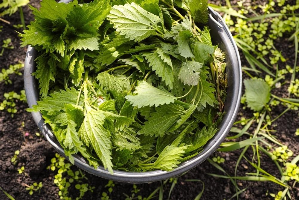 Produit 153 : Ortie (Urtica dioica), Détoxifiante et diurétique Très riche en Nutriment