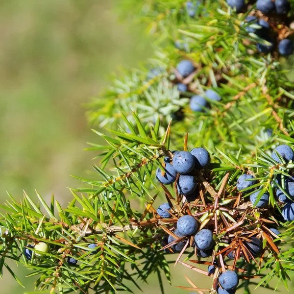 Produit 124 :Genévrier Favorise la digestion effet diurétique Riche en antioxydants