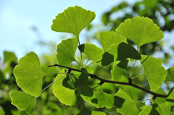 Produit 091:Ginkgo Améliore la mémoire, Active la circulation Riche en antioxydants