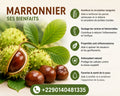Marronnier D'Inde: Tisane Pour tonifier les veines et insuffisances veineuses