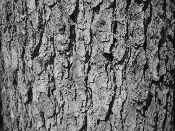 Produit 117 :L’écorce de karité Propriétés anti-inflammatoires et Hygiène intime féminine