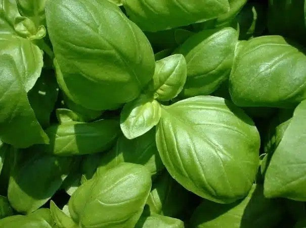 Produit 129 :Feuilles de Basilic Incanum
