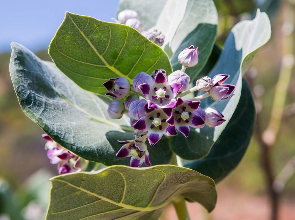 Produit 054 : Calotropis Procera un Anti-inflammatoire et contre les affections cutanées