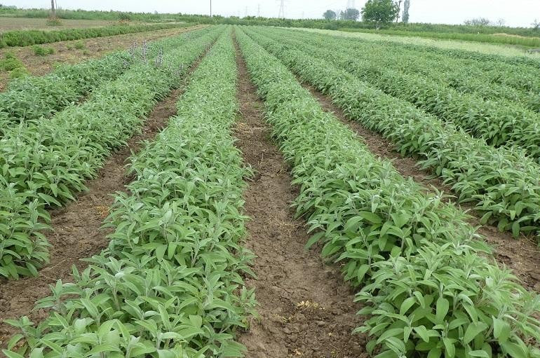 Produit 125 :La Sauge