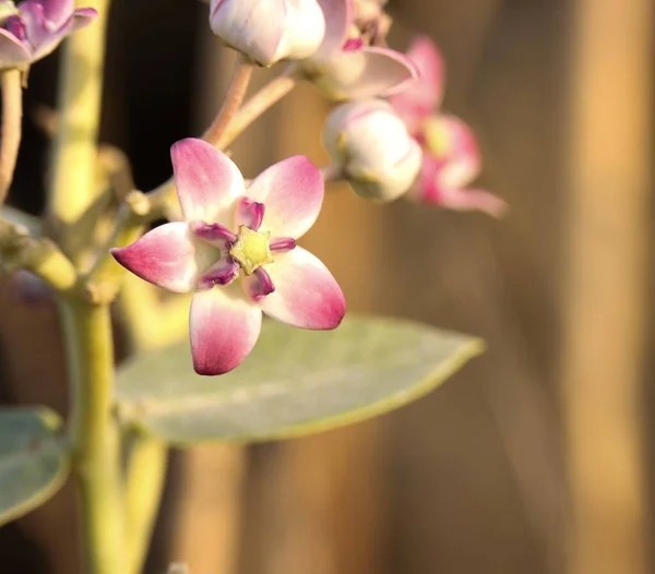 Produit 054 : Calotropis Procera un Anti-inflammatoire et contre les affections cutanées