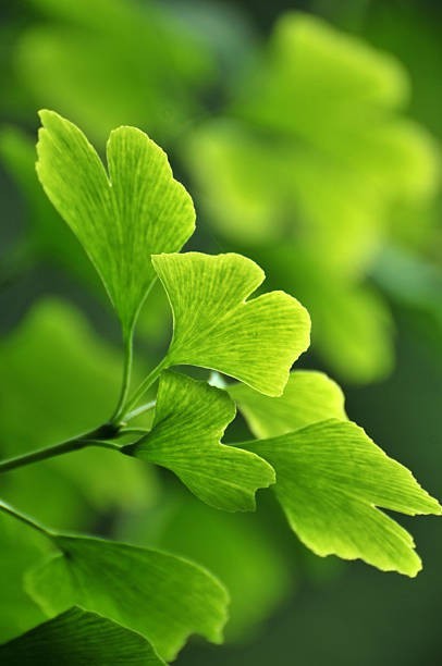 Produit 091:Ginkgo Améliore la mémoire, Active la circulation Riche en antioxydants