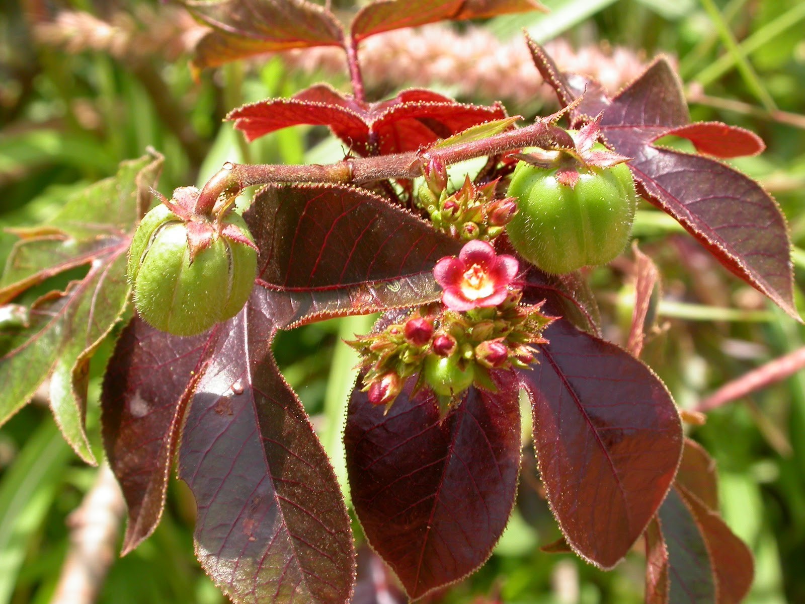 Produit 060 :Feuilles de Jatropha rouge 100 % Naturelles – Qualité Premium