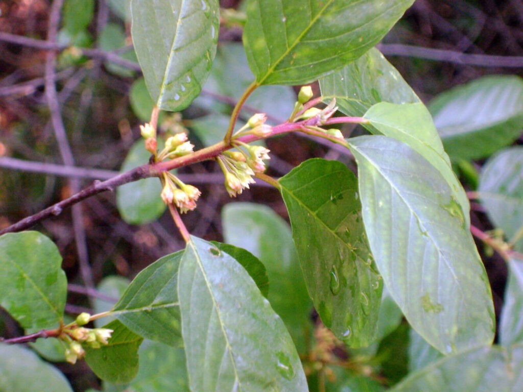 Produit 131 :Bourdaine Écorce Séchée – Frangula alnus – Qualité Premium