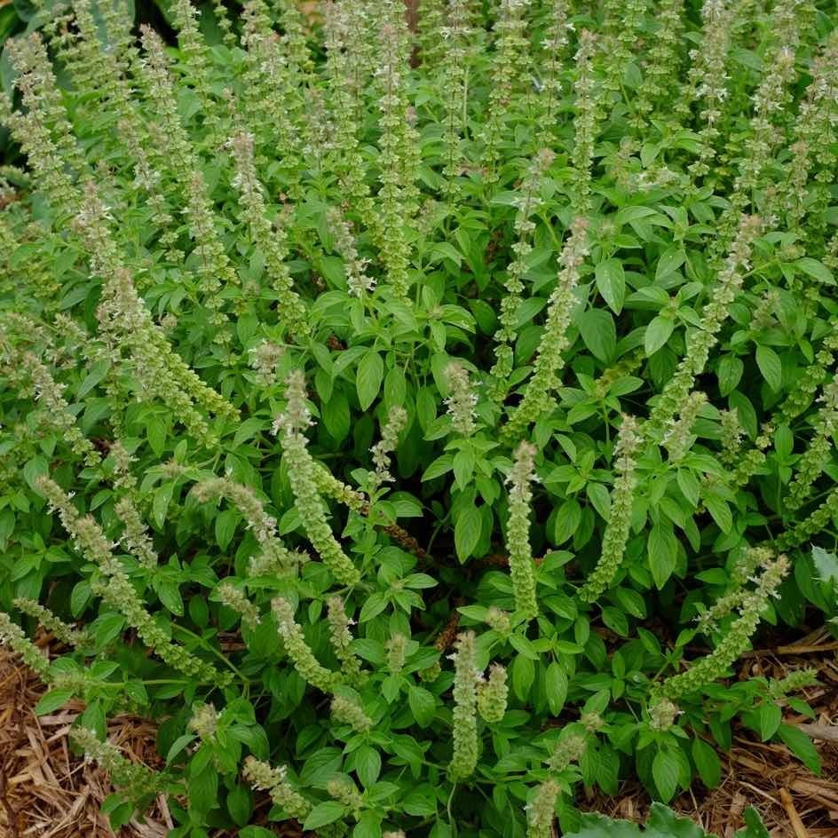 Produit 129 :Feuilles de Basilic Incanum