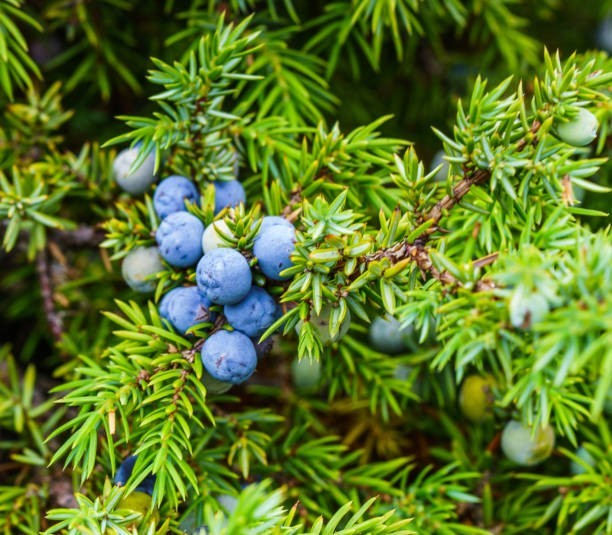 Produit 124 :Genévrier Favorise la digestion effet diurétique Riche en antioxydants