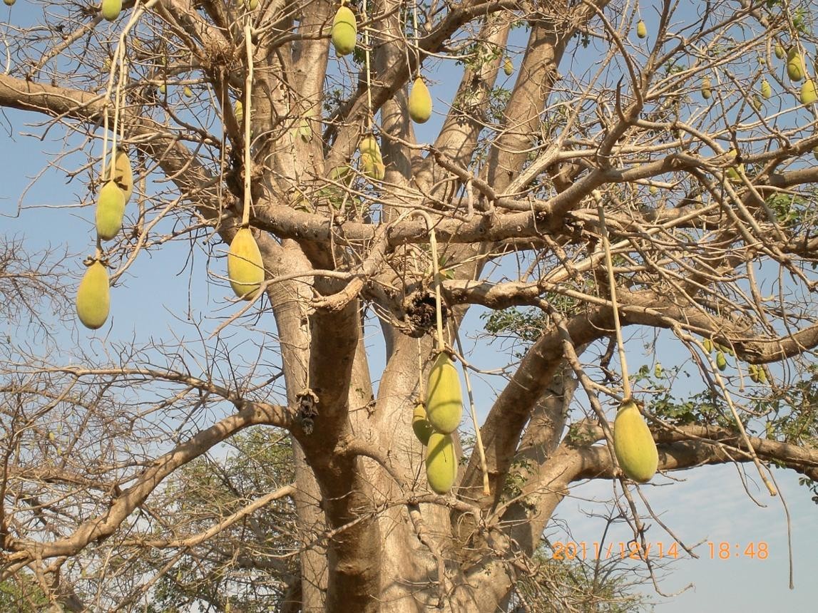 Produit 143 : Ecorce De Baobab: Anti-Paludisme et Booster du Système immunitaire