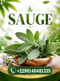 Produit 125 :La Sauge