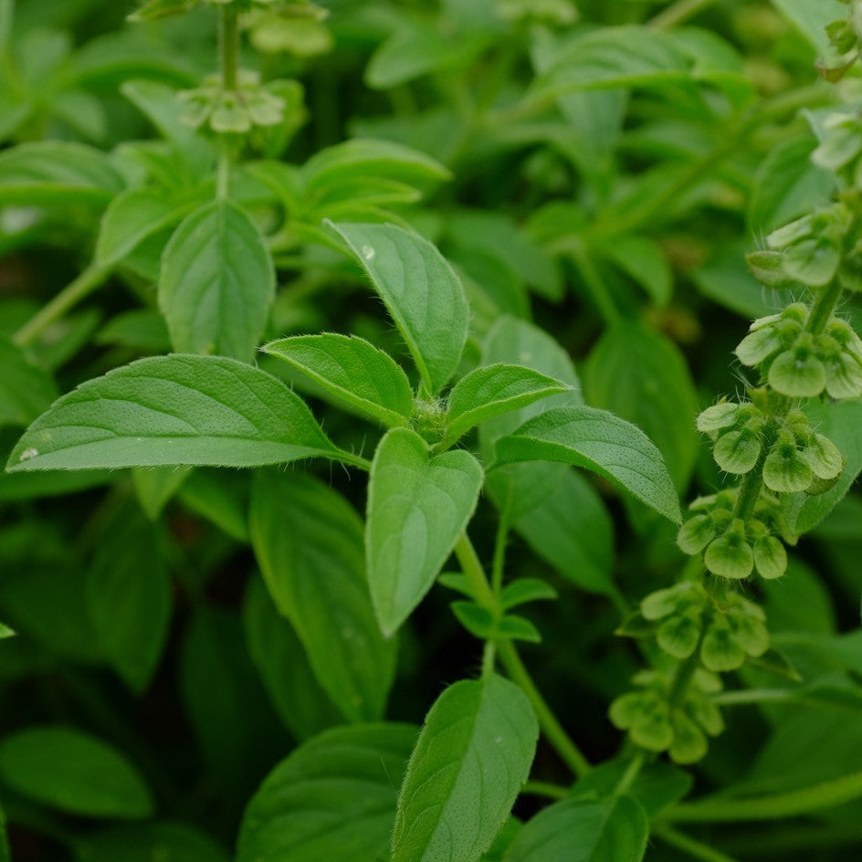 Produit 129 :Feuilles de Basilic Incanum
