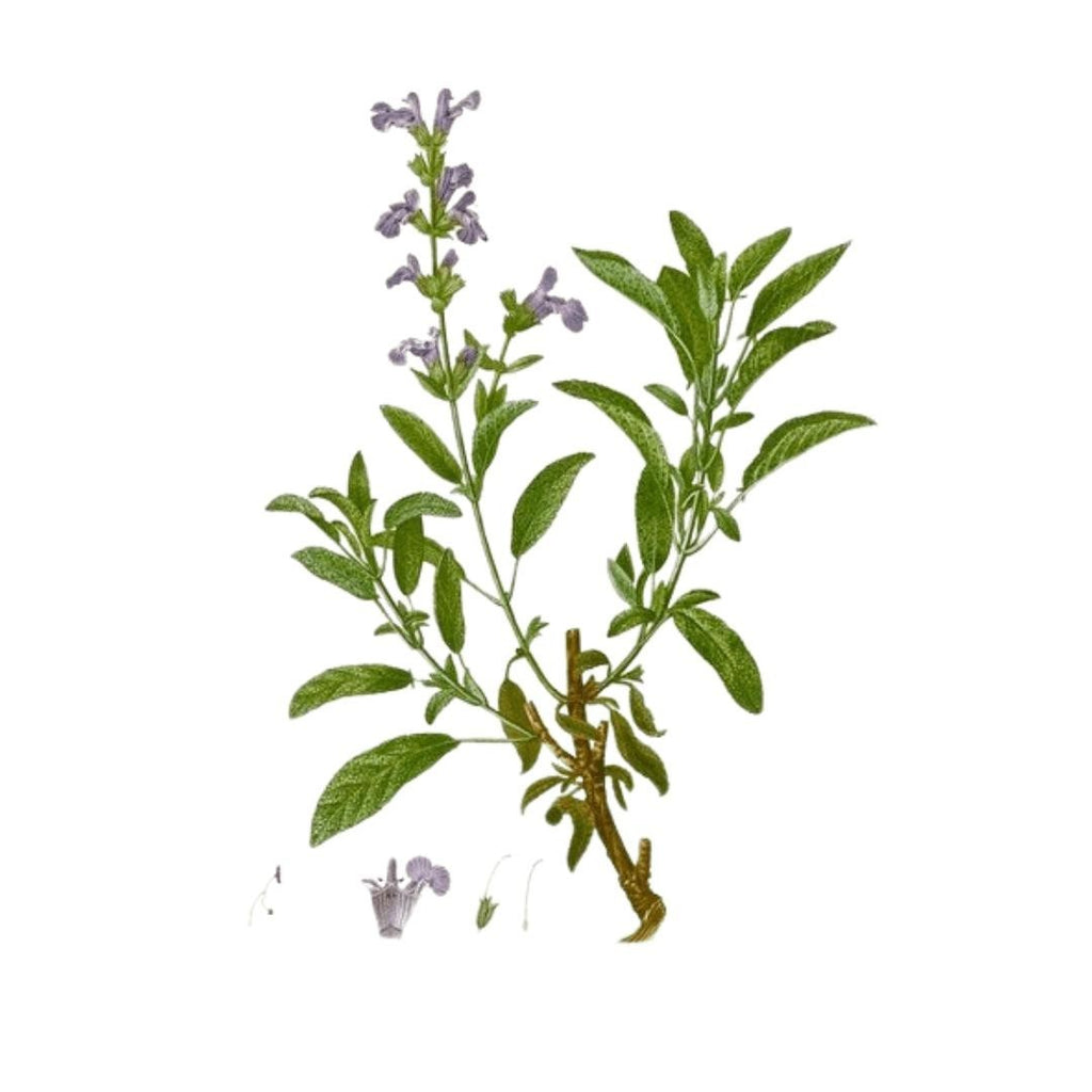 Produit 125 :La Sauge