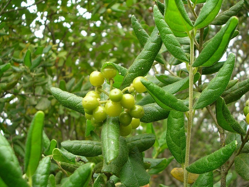 Produit 132 :Boldo Séché 100 % Naturel – Peumus boldus – Qualité Premium
