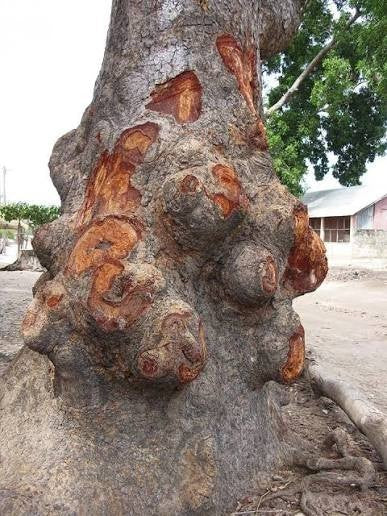 Produit 076 :Écorces de khaya Sénégalensis Cailcedrat