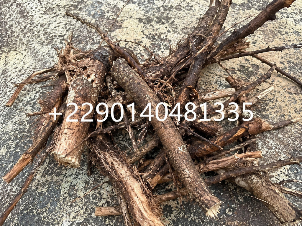 Produit 144 : Racine de Fagara pour la Drépanocytose 100% naturelle 100g