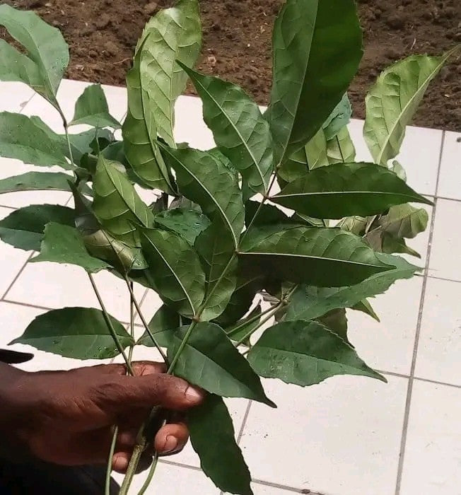 Produit 055 : Hysope d'Afrique pour la Régulation de la Tension et Purification Spirituelle