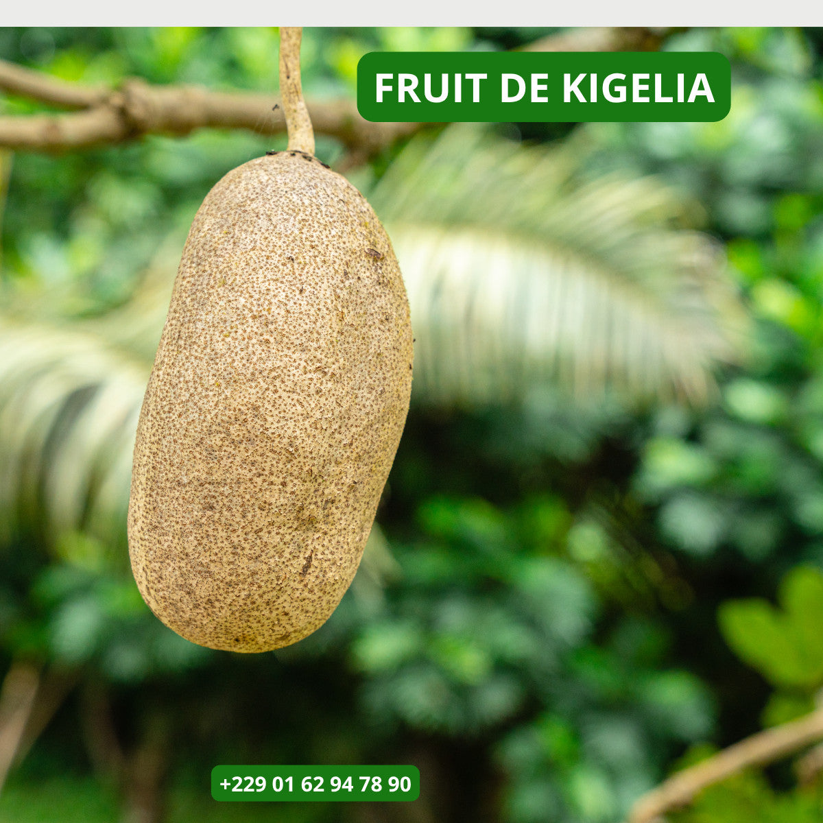 Produit 113 :Fruit de Kigelia africana sec fruit d'Afrique